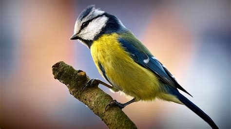 Fonds d'ecran Oiseau Animaux télécharger photo