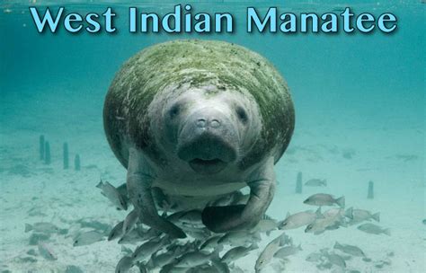 West Indian Manatee Facts, Pictures & Video. In-Depth Information On An ...