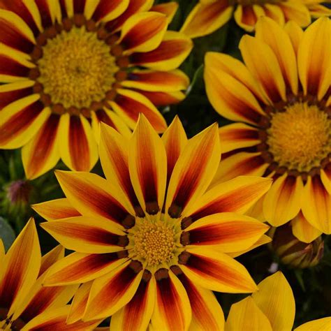 Drought Tolerant Treasure Flower Red Striped Gazania Ground Cover Plant ...