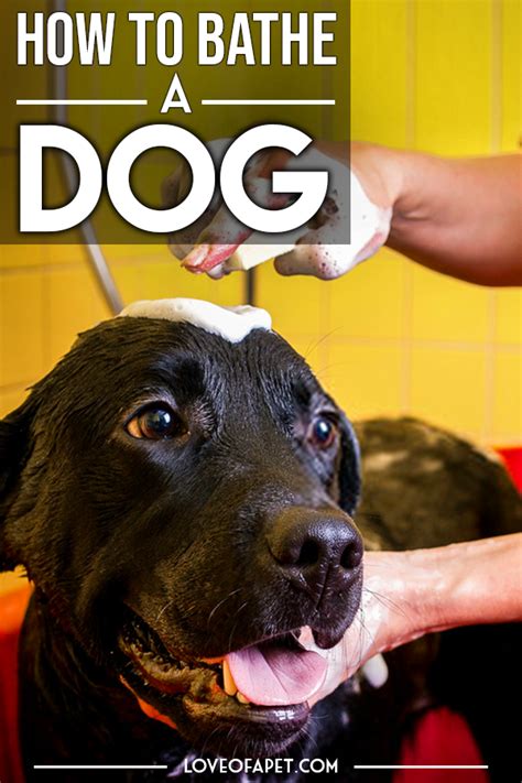 How to Bathe Your Dog at Home (Beginner's Guide) - Love Of A Pet | Dog ...