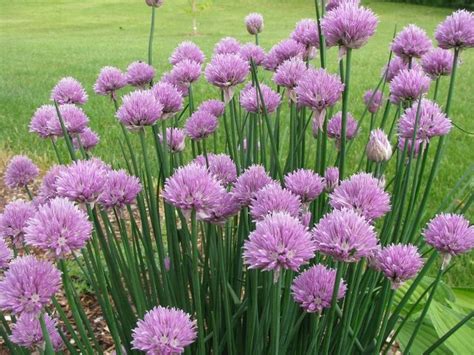 onion chives | Allium schoenoprasum, Edible wild plants, Chive seeds