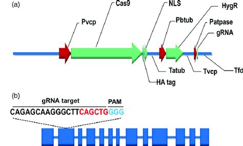 Vector design for Cas9/gRNA medicated genome editing in Nannochloropsis ...