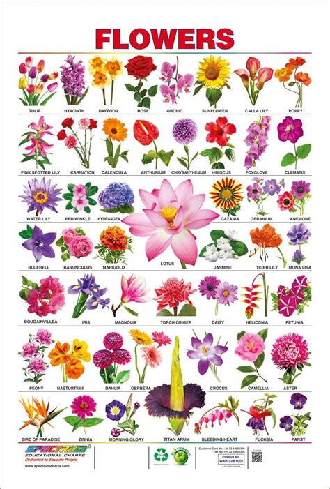 Spectrum Pre-School Kids Learning Laminated Flowers Name Wall Hanging ...