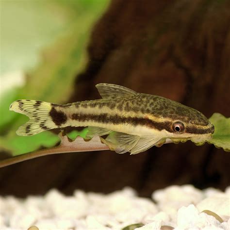 Otocinclus Catfish: The Ultimate Algae Eater - Flip Aquatics