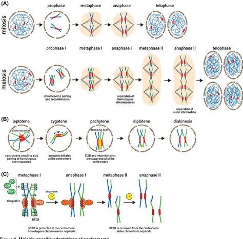 [PDF] Adaptations for centromere function in meiosis | Semantic Scholar