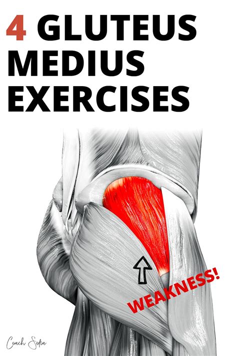 4 Weak Gluteus Medius Activation Exercises | Gluteus medius exercises ...