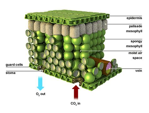 Mesophyll cells in a leaf are the principal center for photosynthesis.