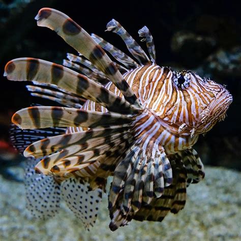 Red Lionfish - Georgia Aquarium