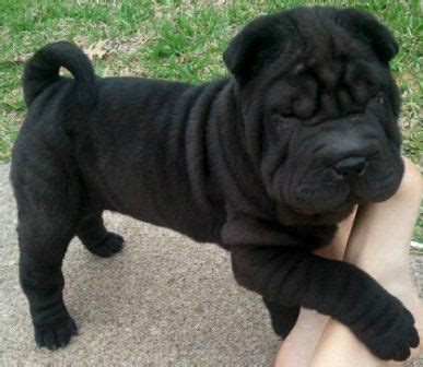 Shar-Pei Info, Temperament, Puppies, Pictures