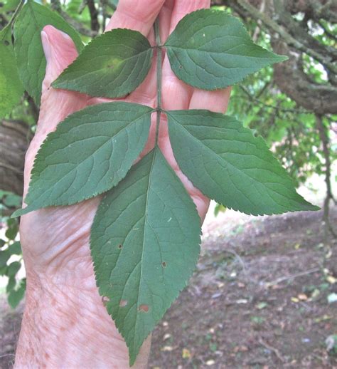 Leaf Pinnate - Tree Guide UK - Tree ID by pinnate leaf