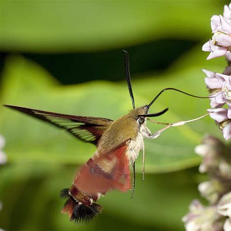 A Hummingbird or a Moth Incognito? | Metroparks Toledo