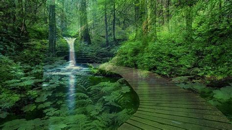 Peaceful Green Nature, Calm Peaceful HD wallpaper | Pxfuel