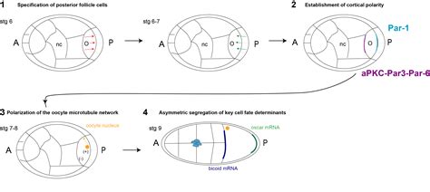 The Drosophila anterior-posterior axis is polarized by asymmetric ...