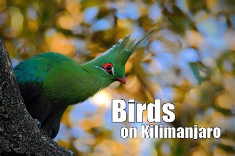 What Birds Can I See While Climbing Mount Kilimanjaro? | Ultimate ...