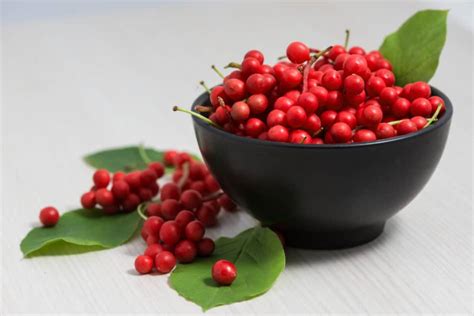 Schisandra Berries (Schisandra chinensis) - C.R.Y. Herbals