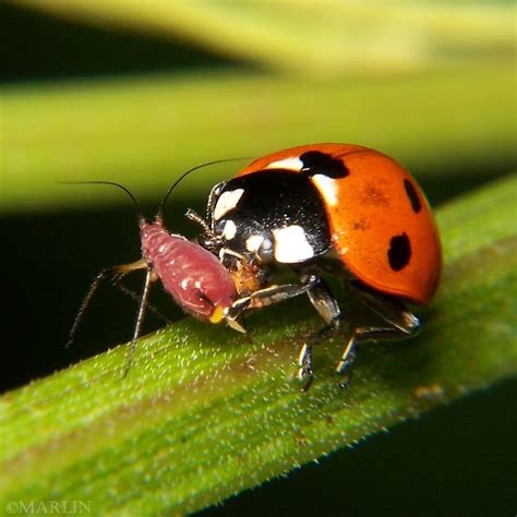 Aphids Ladybug