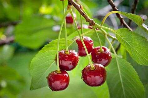 Meteor Sour Cherry Tree: How To Plant and Grow Your Own Sour Cherries ...