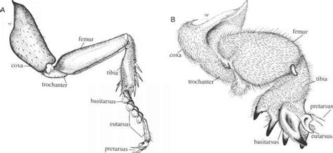 Digging Leg Of The Mole Cricket - Insects - Mobile Health Knowledge