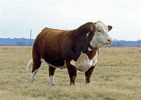 Classic Doc Holiday 457Z | Show cattle, Hereford cattle, Hereford cows