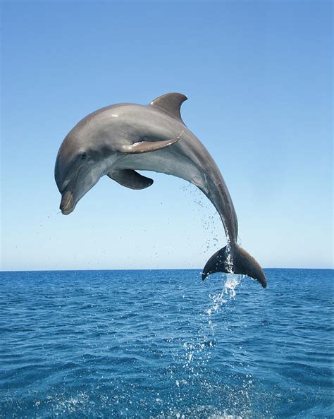 Bottle Nosed Dolphin Jumping by Mike Hill