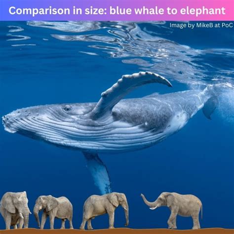 Comparison in size blue whale to elephant (infographic) – Michael Broad