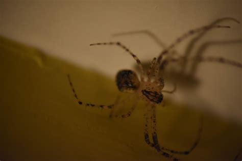 Spiders in Pennsylvania - Species & Pictures