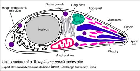 Diagram of Toxoplasma gondii. | Download Scientific Diagram