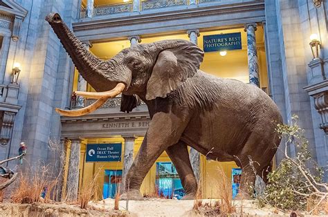 The Smithsonian Natural History Museum: Beyond The Public View - WorldAtlas