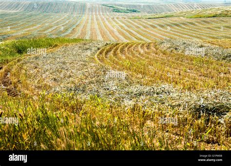 Desert agriculture. Harvested wheat field in the Negev Desert, Israel ...