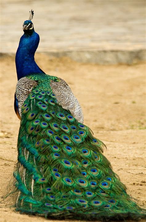 15 Birds With Spectacularly Fancy Tail Feathers | Bird species, Animals ...