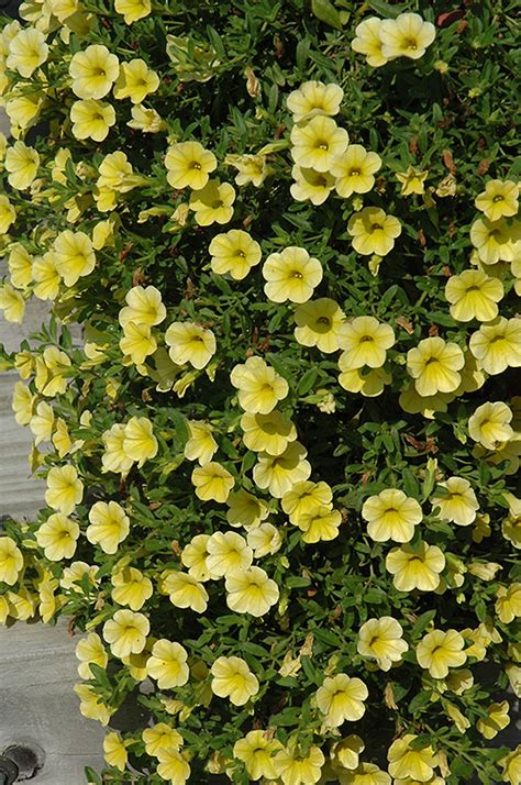 Million Bells Trailing Yellow Calibrachoa (Calibrachoa 'Million Bells ...