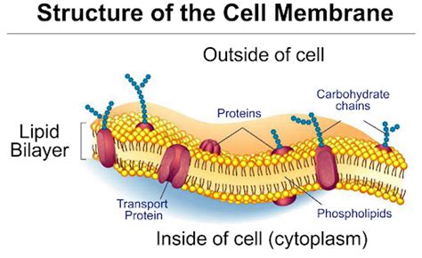 Explain the structure of cell membrane.