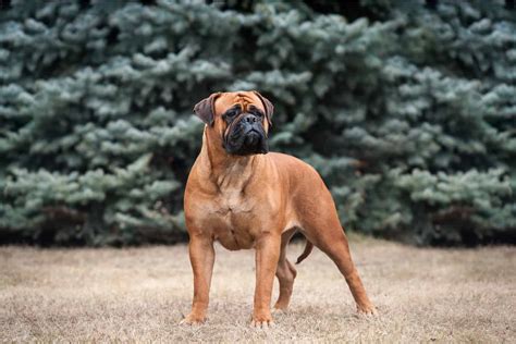 Bullmastiff Prijs: Veiligheid tegen welke prijs? - hond-event.nl