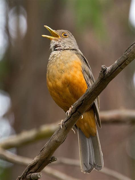 Rufous-bellied Thrush (Turdus rufiventris) | Belly, Male, Pets