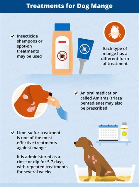 Mange in Dogs: Causes, Symptoms, & Treatment | Canna-Pet®