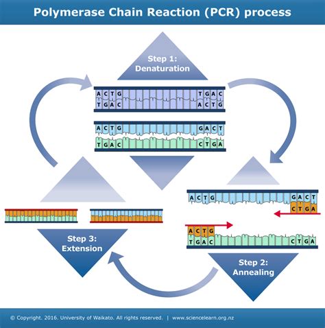 Three steps of PCR — Science Learning Hub