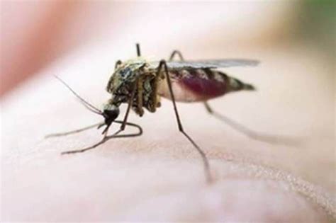 Role of GIS in management of Vector Borne Diseases - Life News | The ...