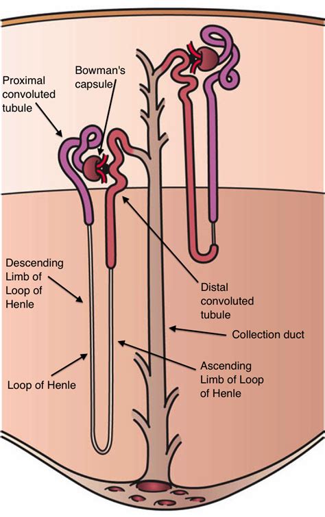 Nephron - Wikipedia | Loop of henle, Physiology, Arteries anatomy