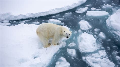 What It's Like Seeing a Polar Bear in the Arctic | Intrepid Travel Blog