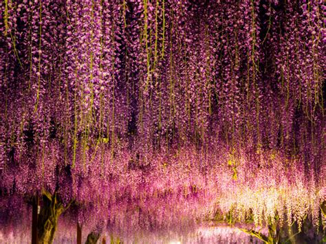 Best Time to See Wisteria Tunnels in Japan 2018 - When & Where to See