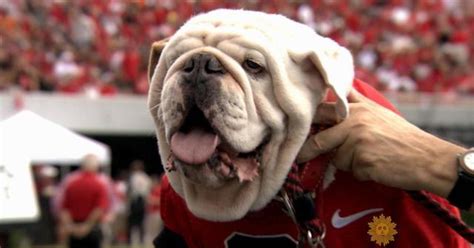 Meet University of Georgia mascot Uga the bulldog - CBS News