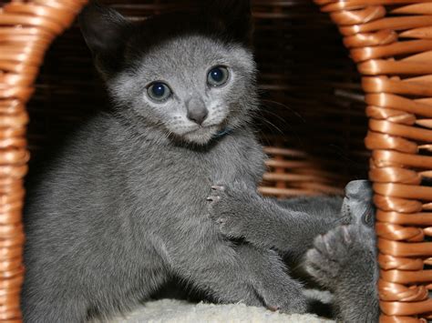 Russian Blue cat price: how much do russian blue kittens cost - Russian ...