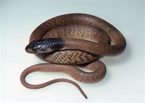 Eastern Brown Snake - The Australian Museum