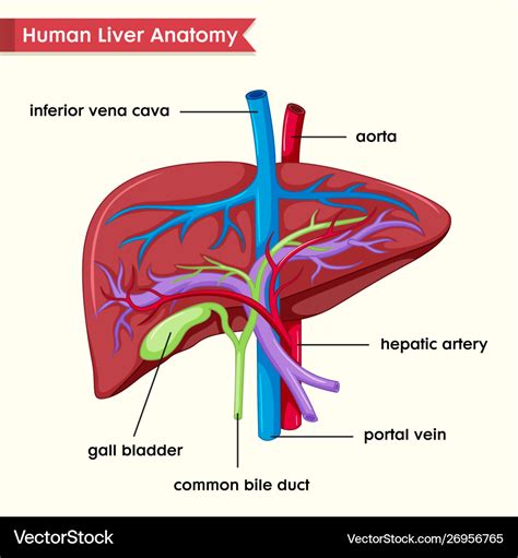 Liver Structure Diagram