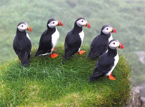 The Puffins of Mykines in the Faroe Islands - The Culture Map