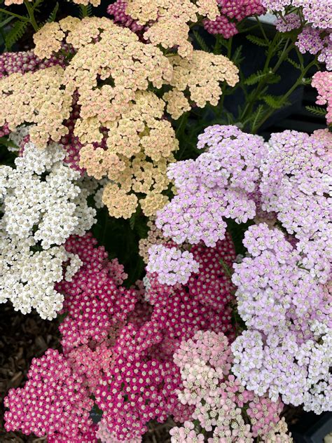 Achillea for Bees Collection - Roots Plants