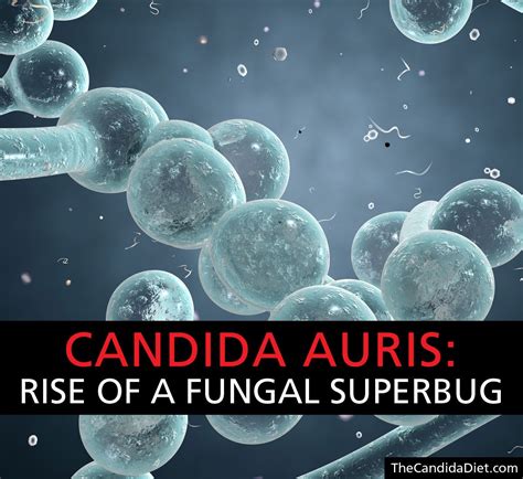 Candida Auris: The Rise Of A Fungal Superbug | Candida, Yeast infection ...