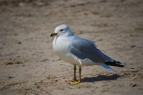 Seagull on beach . HD desktop wallpaper : Widescreen : High Definition ...