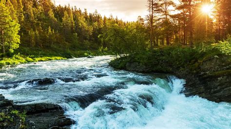 River Water Stream Between Green Trees Forest Rocks Sunbeam Scenery HD ...