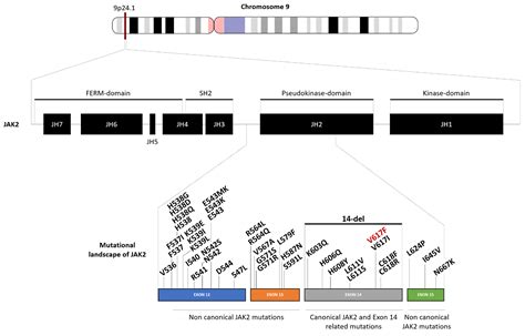 Genes | Free Full-Text | Genetic Background of Polycythemia Vera